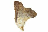 Fossil Shark Tooth (Hemipristis) - Angola #259452-1